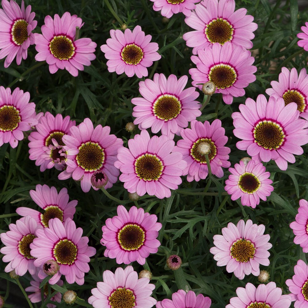 Buy syn. Argyranthemum marguerite 'Grandaisy Pink Halo ('Bonmax