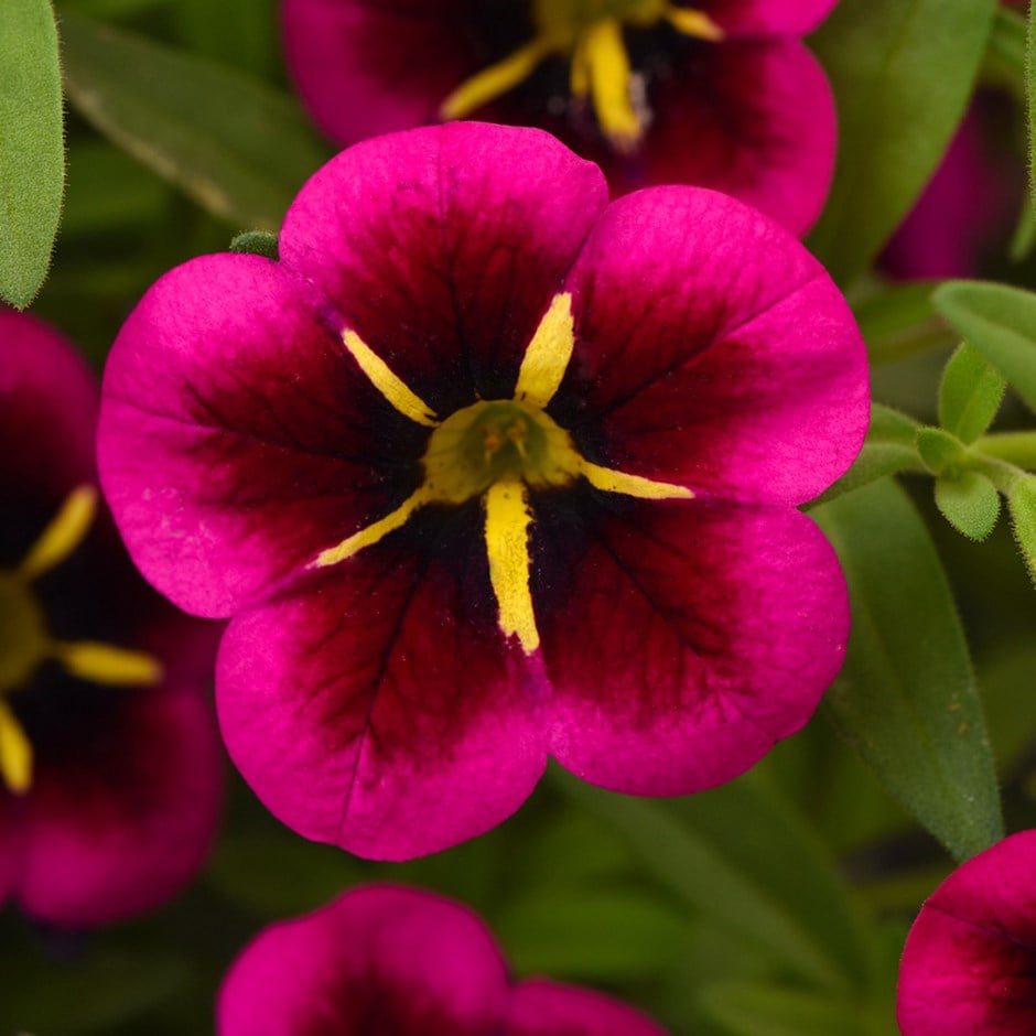 Buy mini petunia / million bells - 5 rooted cuttings mini petunia