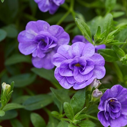 Calibrachoa Can-can Double Provence Blue (Can-can Series)