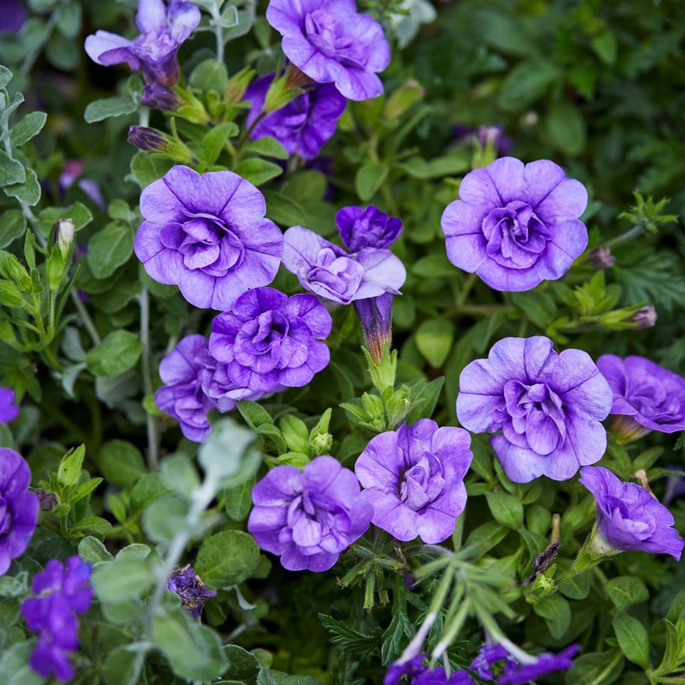 <i>Calibrachoa</i> <b class=small-caps>Can-can Double Provence Blue </b> (Can-can Series)