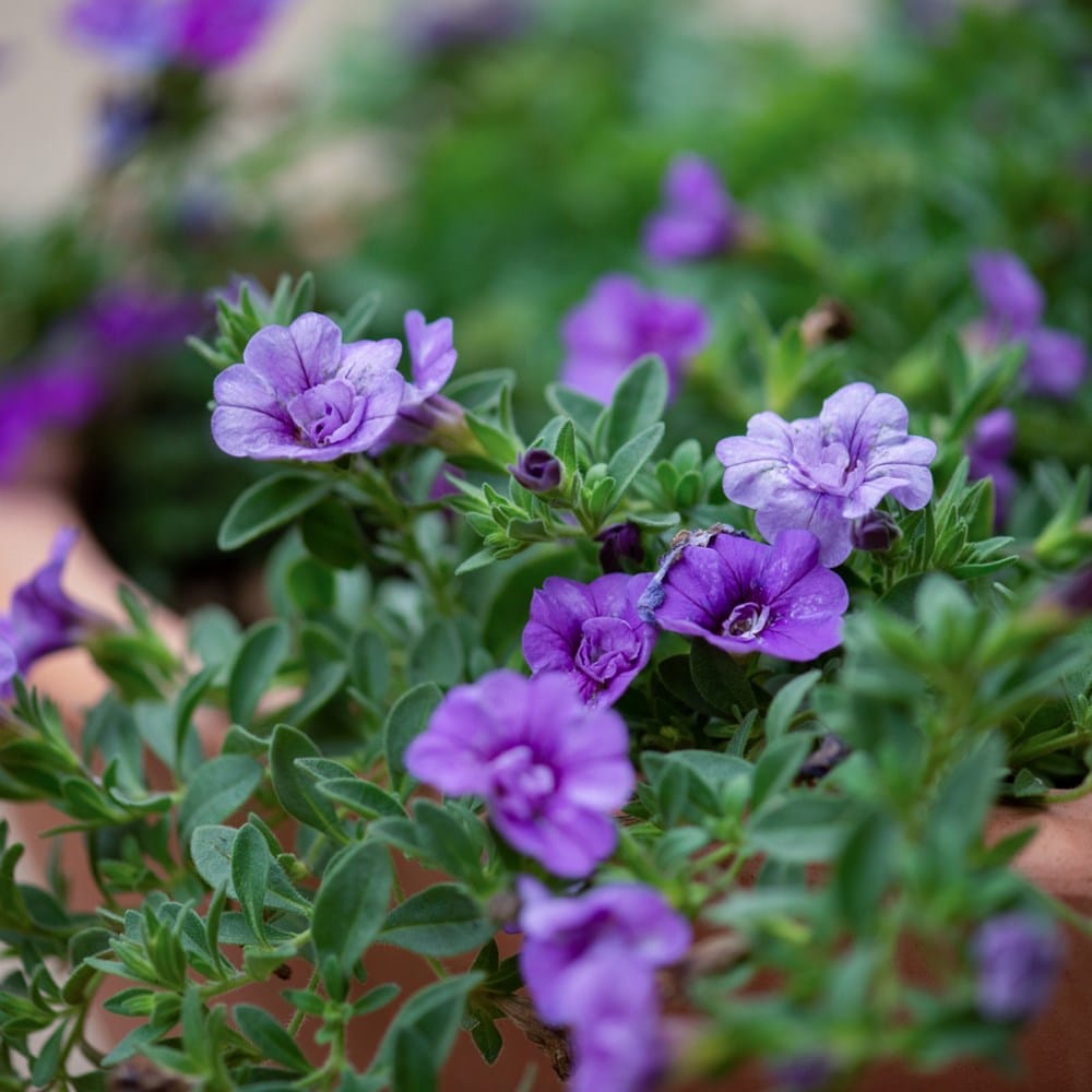 <i>Calibrachoa</i> <b class=small-caps>Can-can Double Provence Blue </b> (Can-can Series)