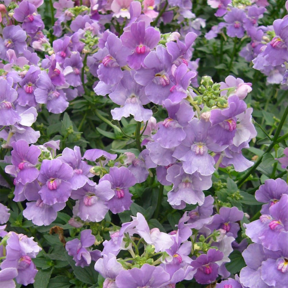 nemesia