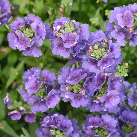 Nemesia Myrtille ('Fleurmyr') (PBR)