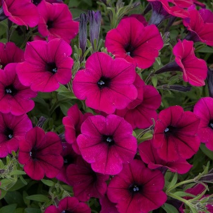 Petunia multiflora Shock Wave Deep Purple ('Pas933531')