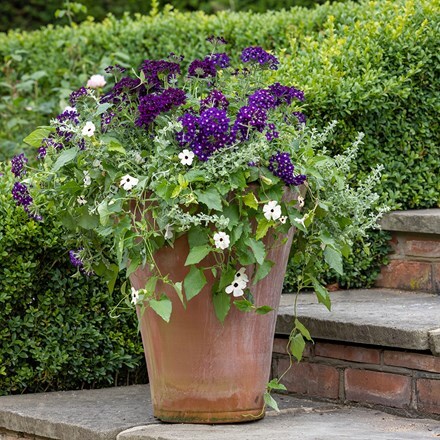 Midnight shadows container plant collection