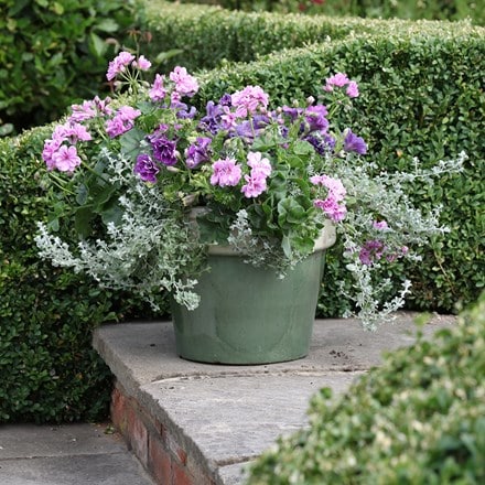 Amethyst container plant collection