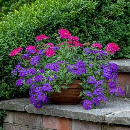 Pink and purple container plant collection