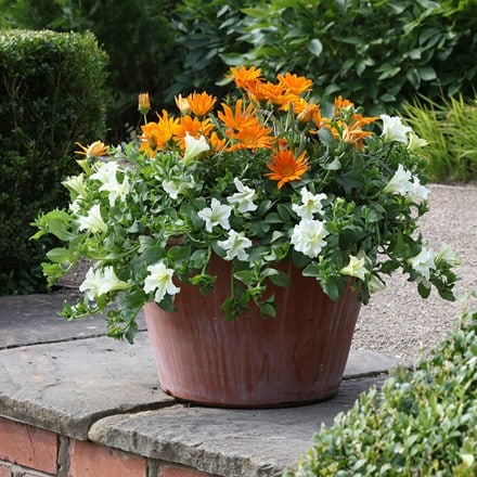 Buy Sunburst container plant collection: £7.19 Delivery by Crocus