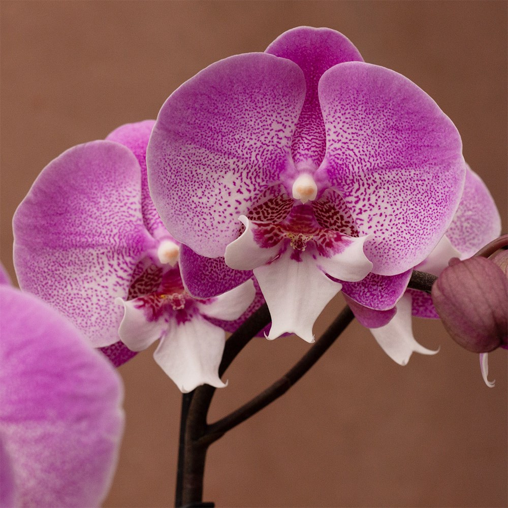 Phalaenopsis Hendrix | Orchid