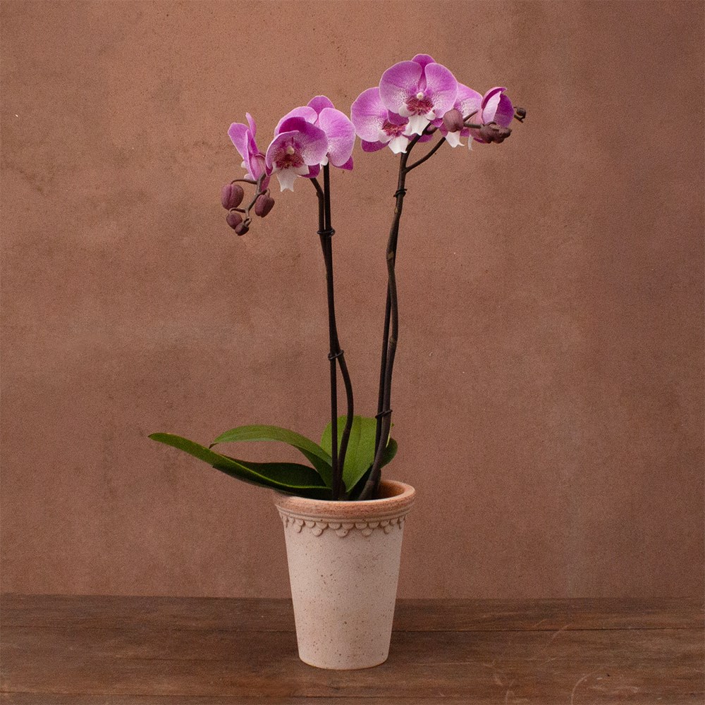 Phalaenopsis Hendrix | Orchid