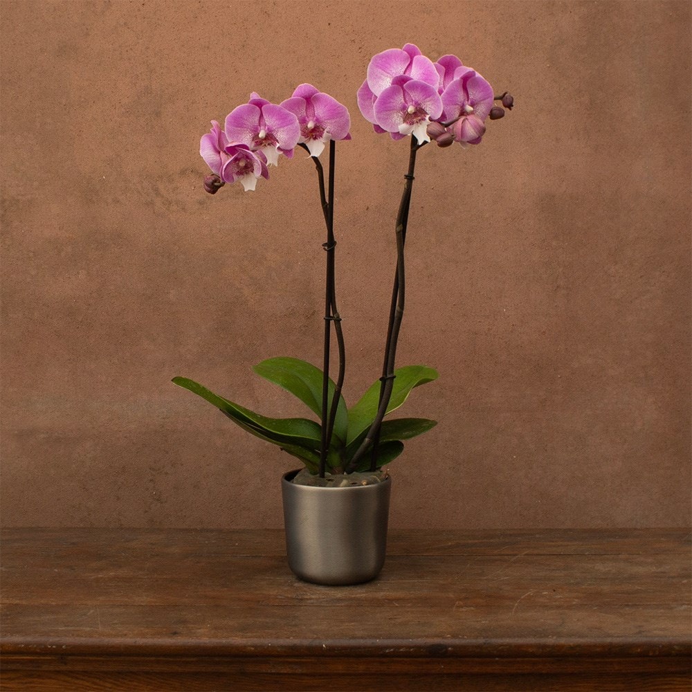 Phalaenopsis Hendrix | Orchid