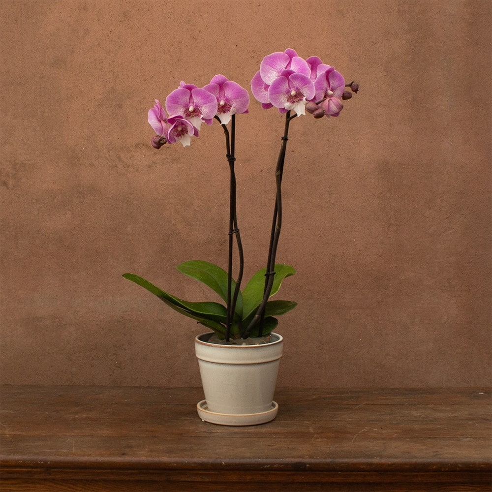 Phalaenopsis Hendrix | Orchid