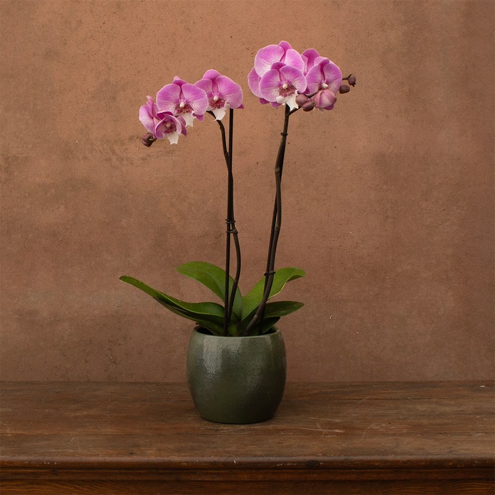 Phalaenopsis Hendrix | Orchid