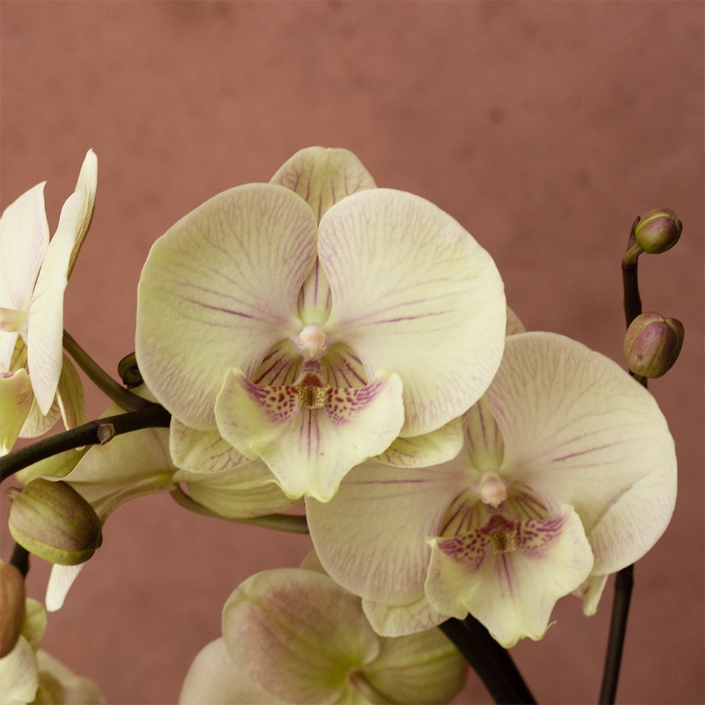 moth orchid
