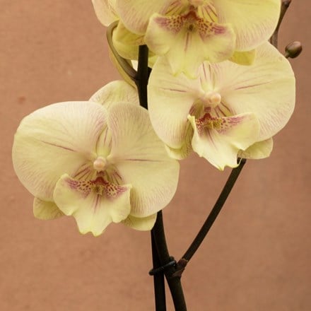 Phalaenopsis Optistar Turner
