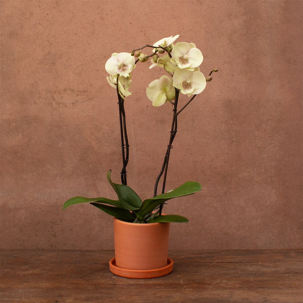 Phalaenopsis Turner | Orchid