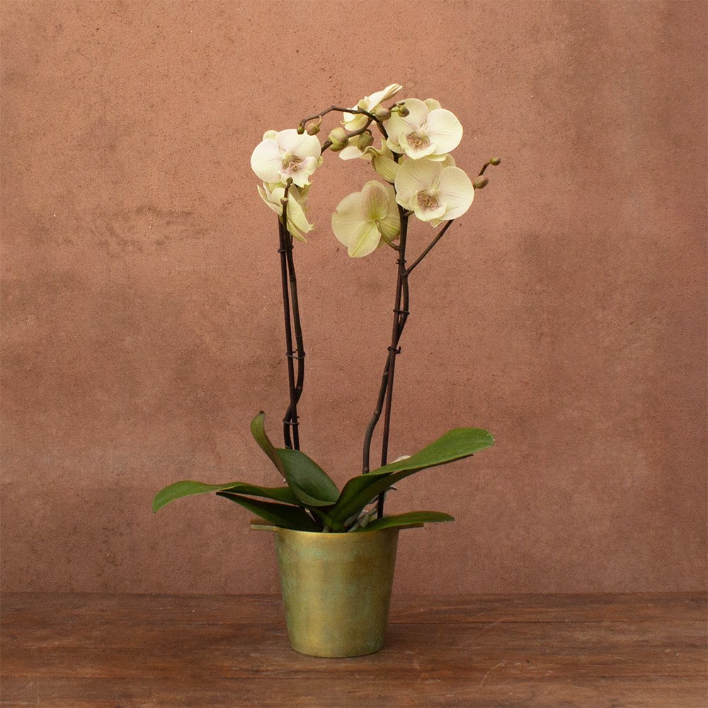 Phalaenopsis Turner | Orchid