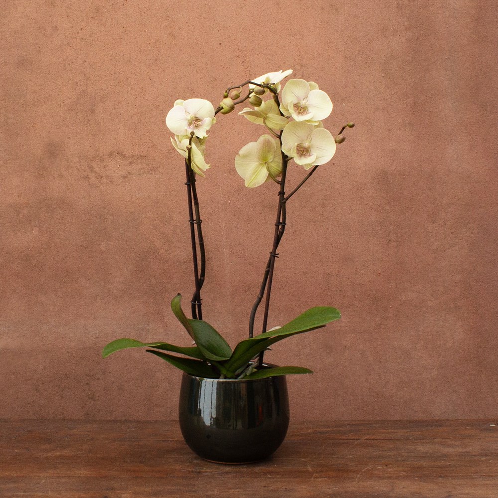 Phalaenopsis Turner | Orchid
