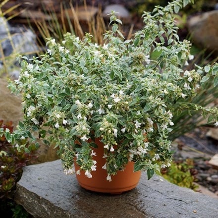Abelia × grandiflora Lucky Lots ('Wevo2') (PBR)
