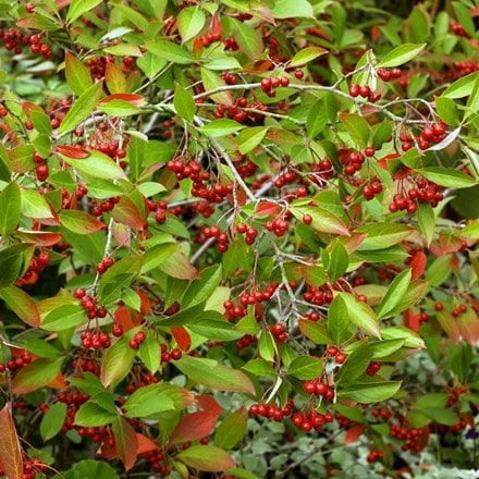 Aronia × prunifolia Brilliant