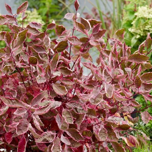 Cornus alba Miracle ('Verpaalen2') (PBR)