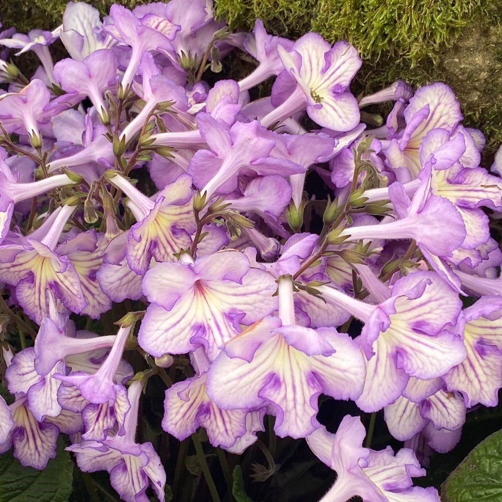 Product options image