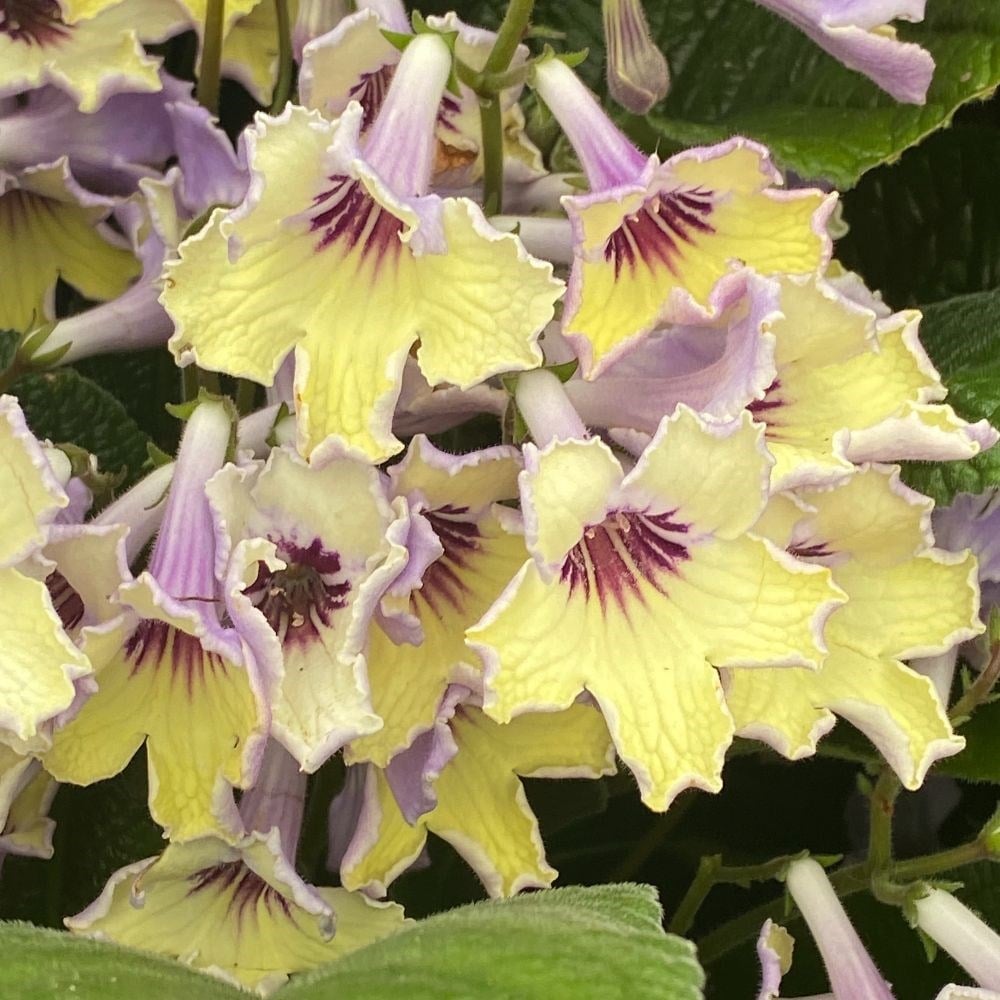 Product options image