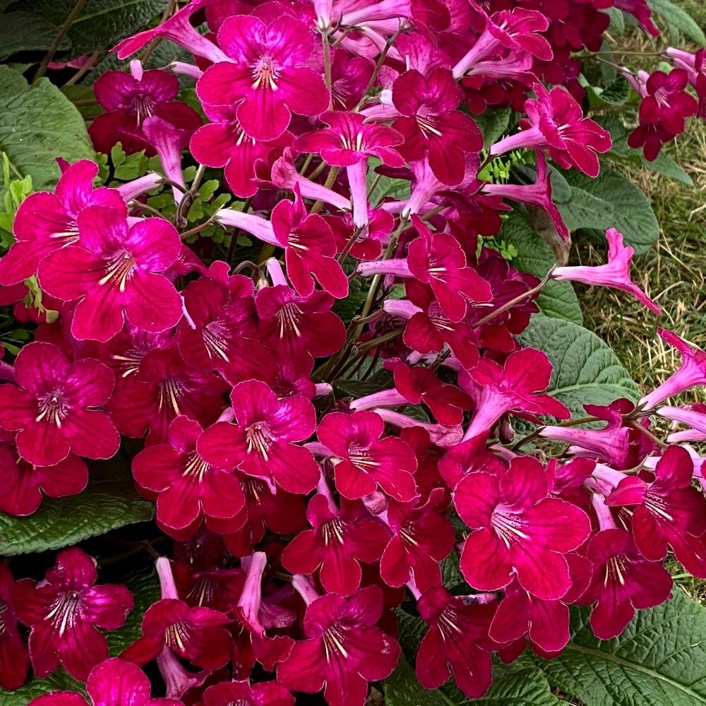 Product options image