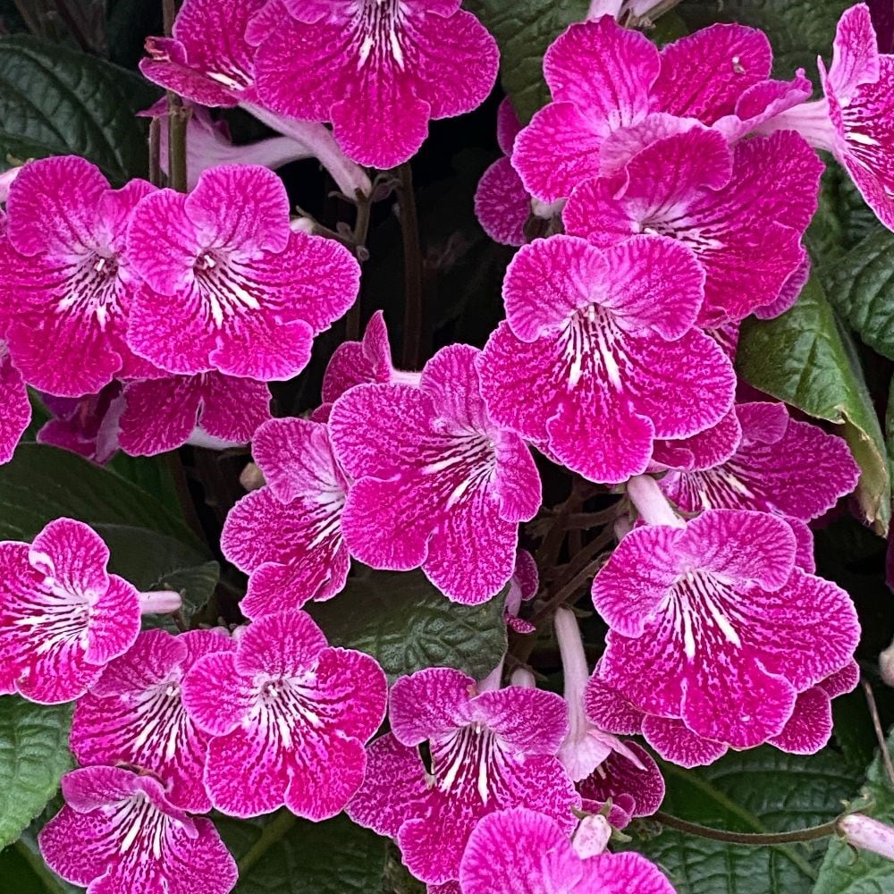 Product options image