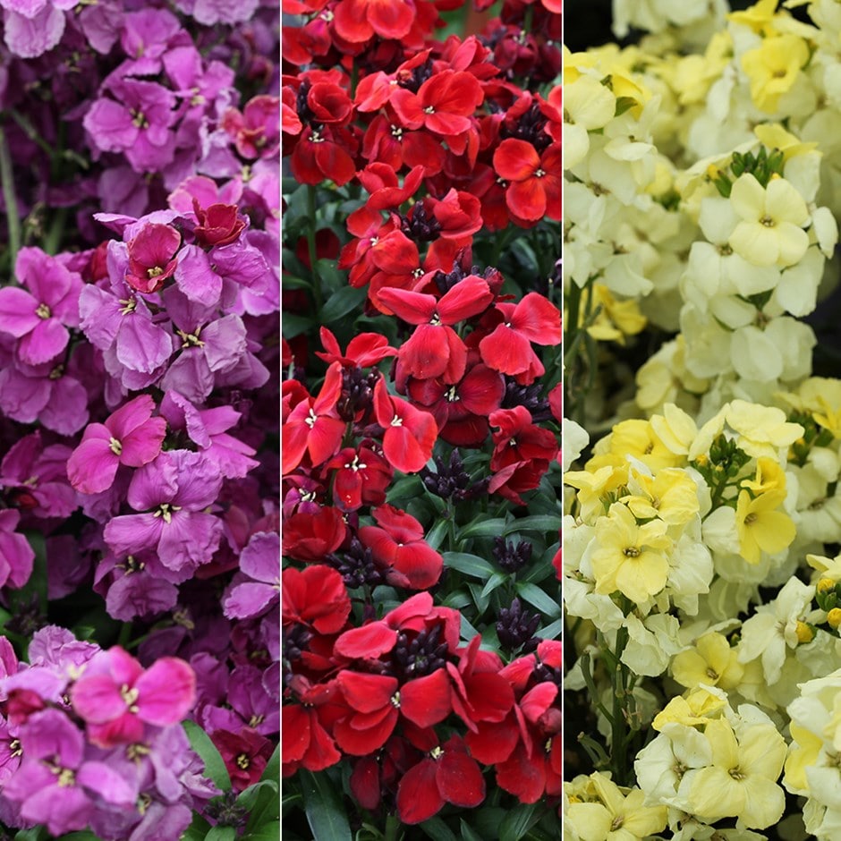 Sweetly fragrant wallflower collection