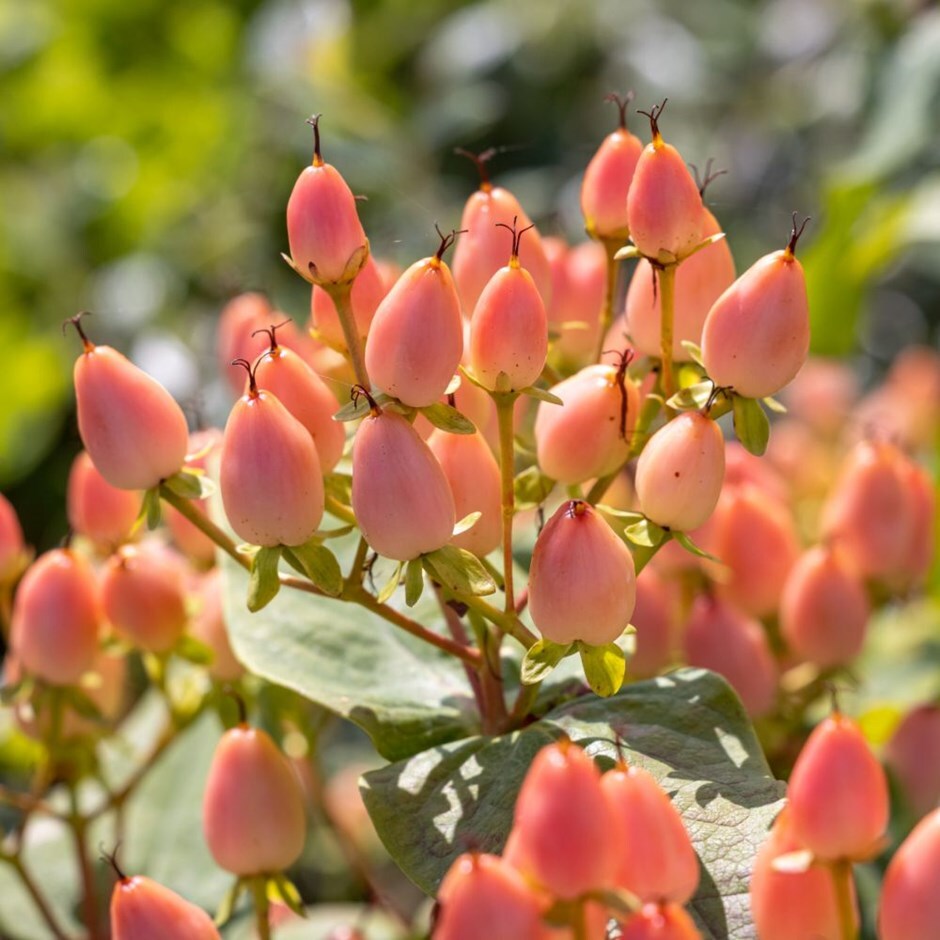 Buy Beauty Berries Hypericum Inodorum Magical Beauty Kolmbeau Pbr 17 99 Delivery By Crocus Buy Beauty Berries Hypericum Inodorum Magical Beauty Kolmbeau Pbr 17 99 Delivery By Crocus