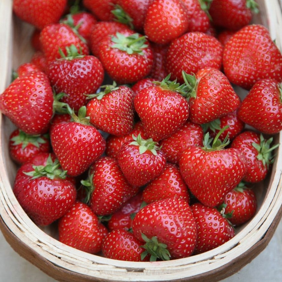 strawberry Albion - everbearer - autumn season fruiting