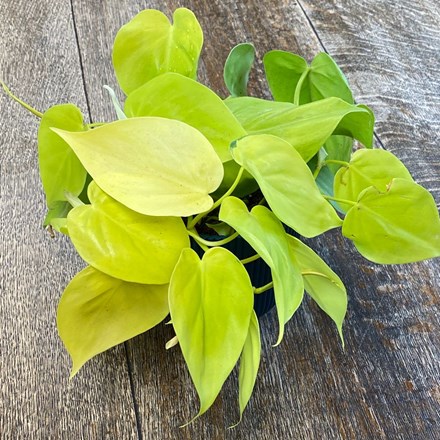 Philodendron scandens Lime