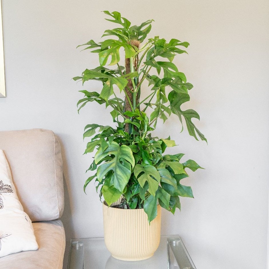 Most Expensive Houseplants
