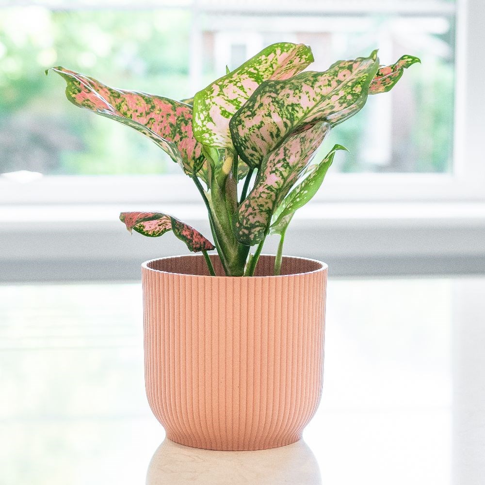 Buy Chinese evergreen Aglaonema Star Spotted: £19.99 Delivery by Crocus