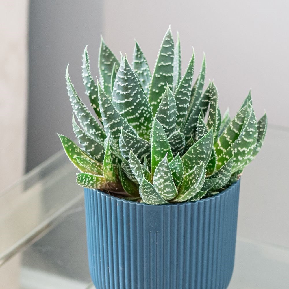 aloe