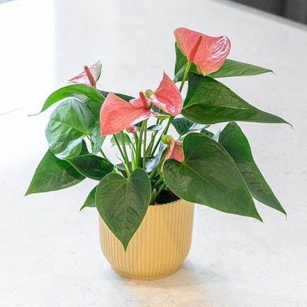 Anthurium Cherry Love Improved ('Ryn2007042') (PBR)