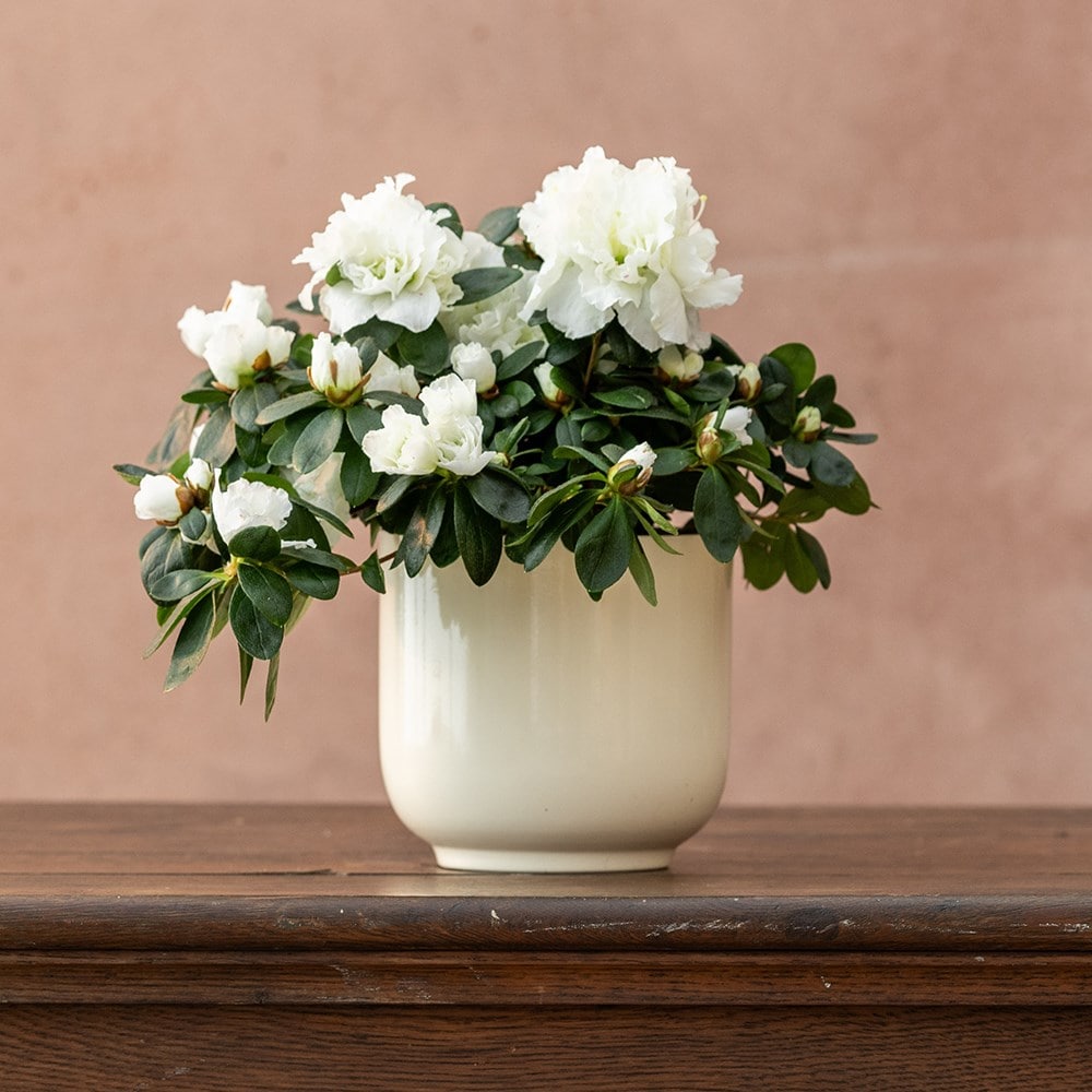 Product options image