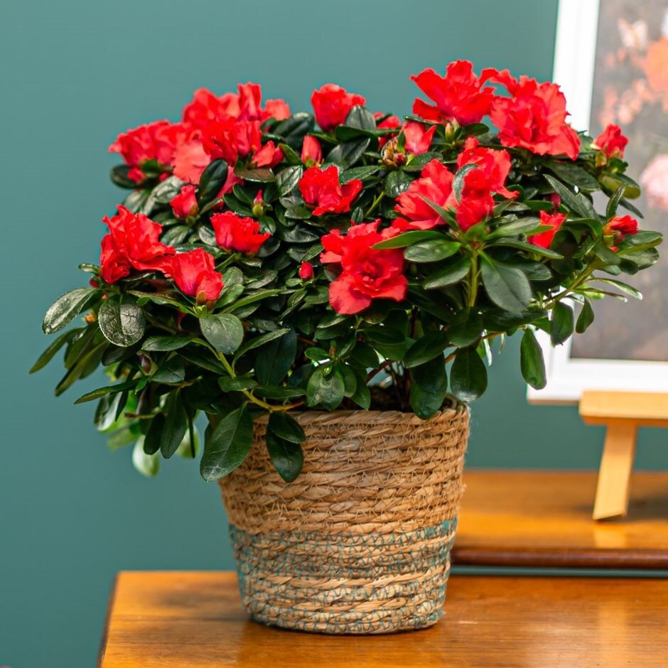 Buy indoor azalea Azalea flandresse 'Red': Delivery by Waitrose Garden
