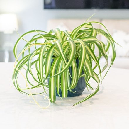 variegated spider plant