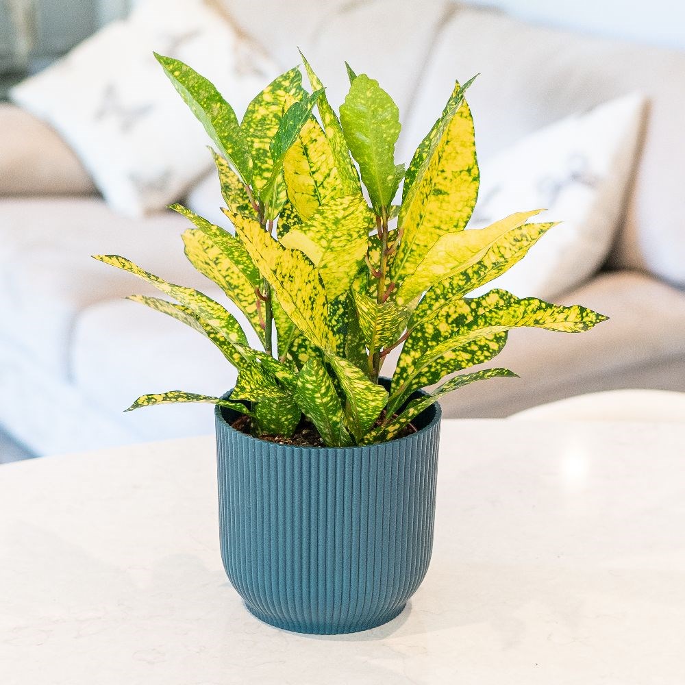 <i>Codiaeum variegatum</i> var. <i>pictum</i> 'Gold Sun'