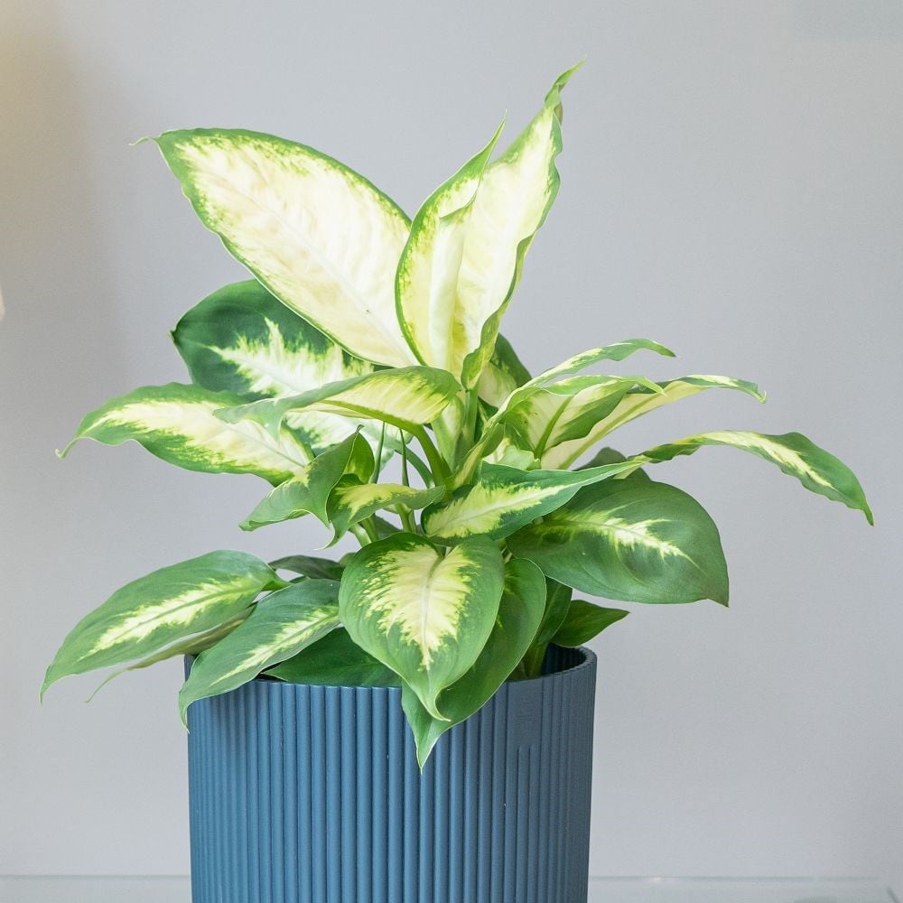 <i>Dieffenbachia</i> 'Compacta'