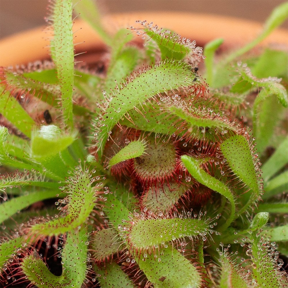 Product options image