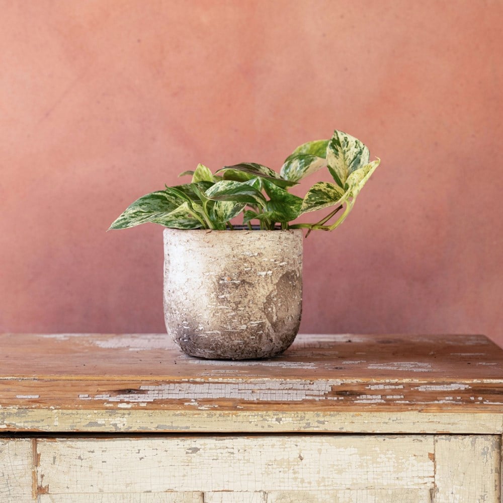 devil’s ivy (syn. Scindapsus)