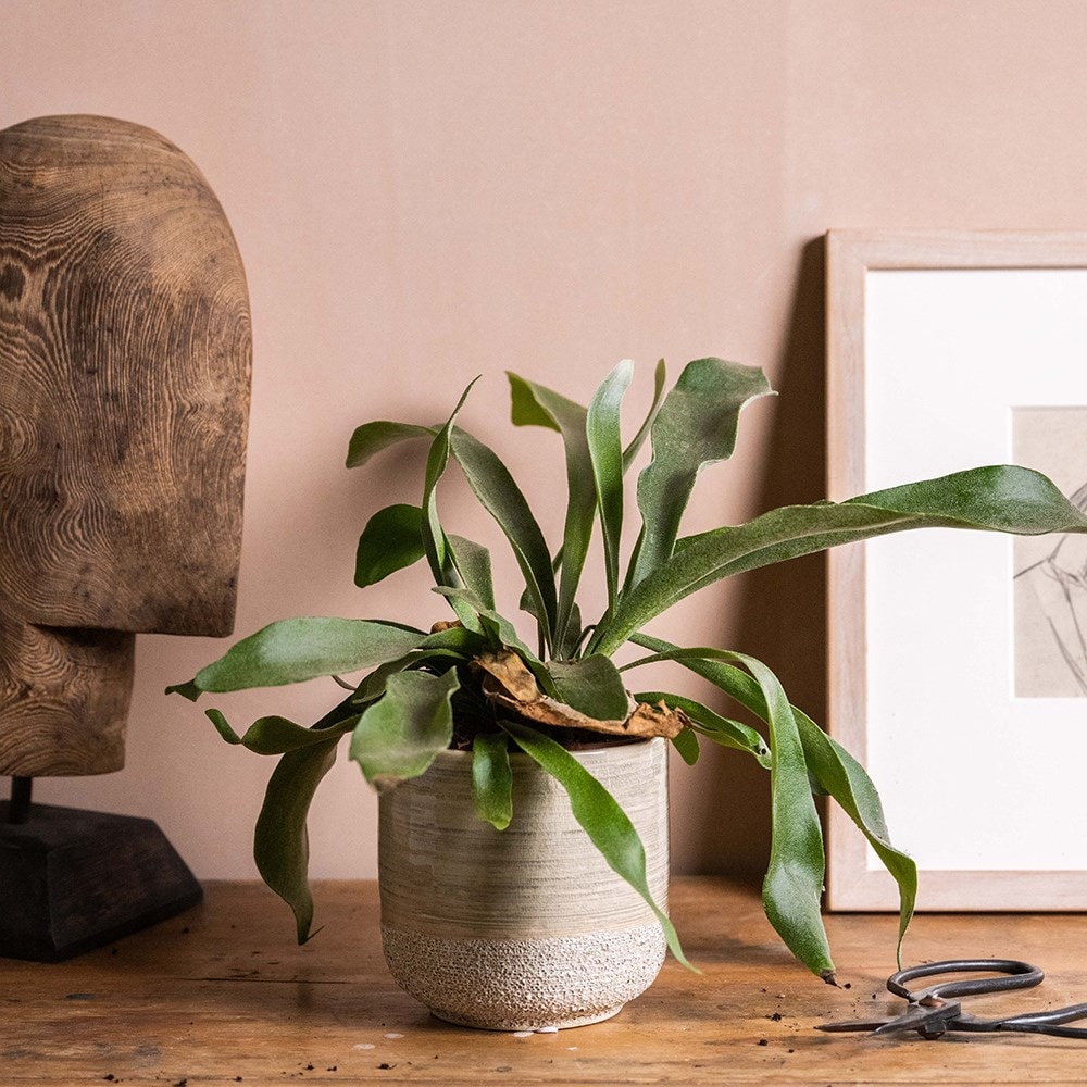 Product options image