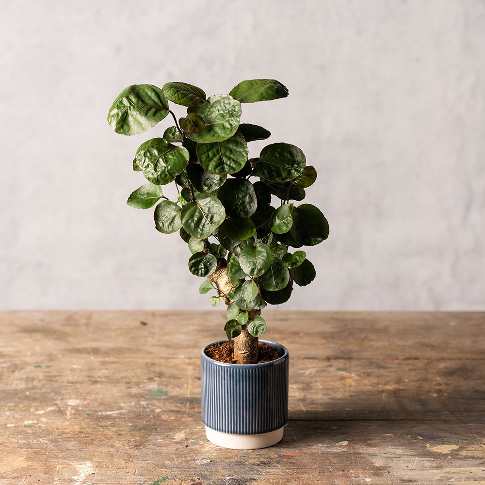 Product options image