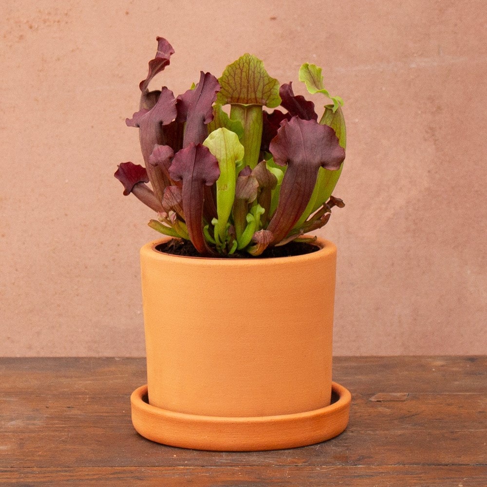 Product options image