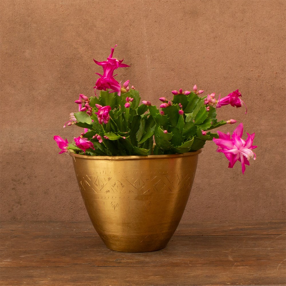 Product options image