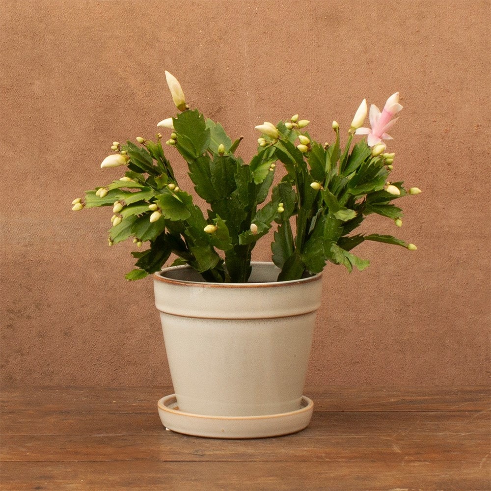 Product options image