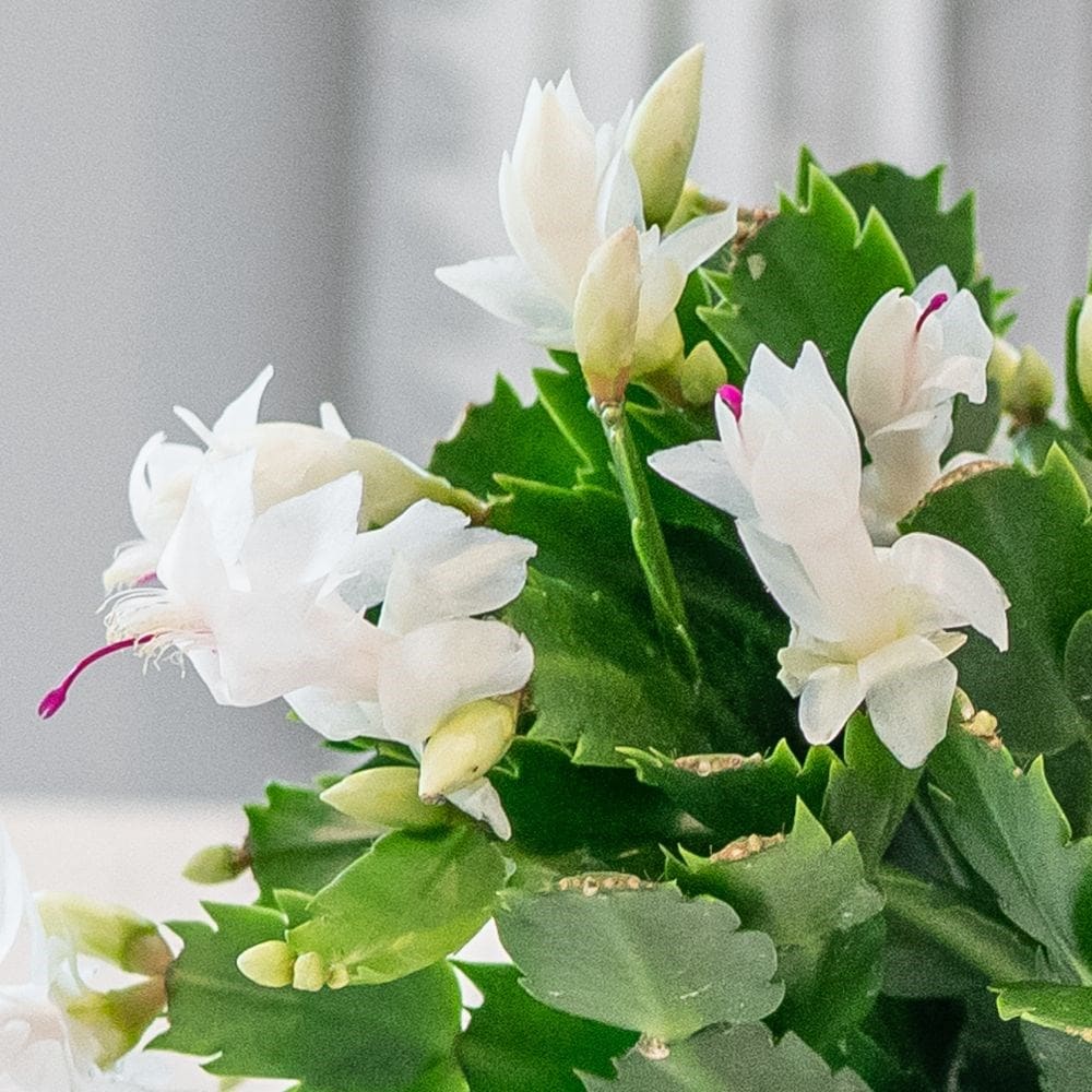 Schlumbergera white-flowered